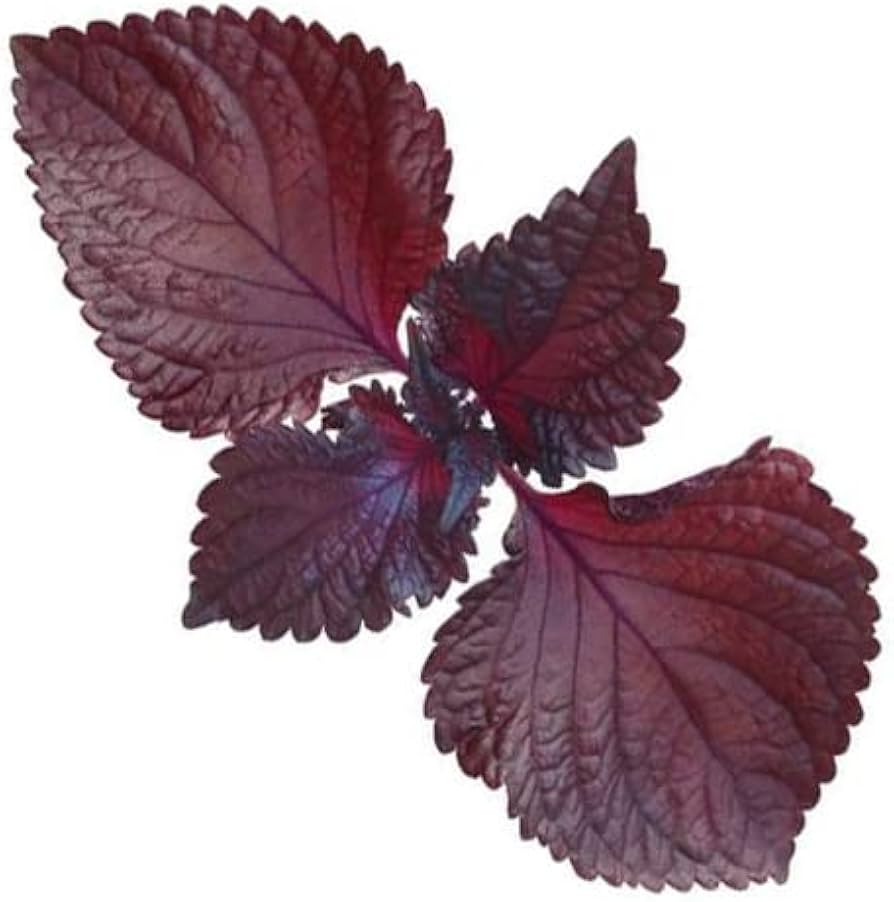 Perilla Frutescens Red Green Shiso Seeds Perilla frutescens for Planting in Herb Garden and Balcony Pots - Evergrowseeds