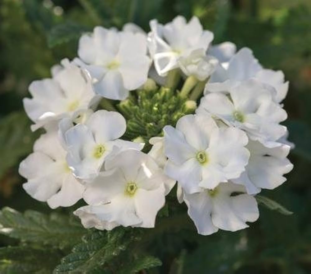 Verbena Hybrida Seeds for Planting - Great for Flower Bed & Urban Garden