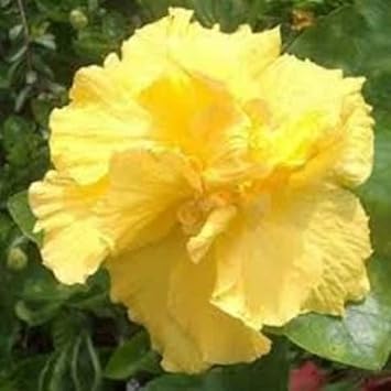 Black Carnation Flower Seeds for Planting Sun Loving Heirloom & GMO Free Seeds for Home Garden
Sale for planting in home garden
