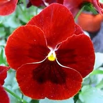 Pansy Flower seeds blooming in flower beds, containers, borders, and pollinator-friendly gardens