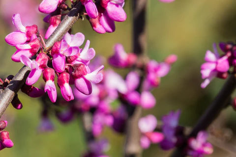 Violet Redbud Tree Seeds for Planting Collection