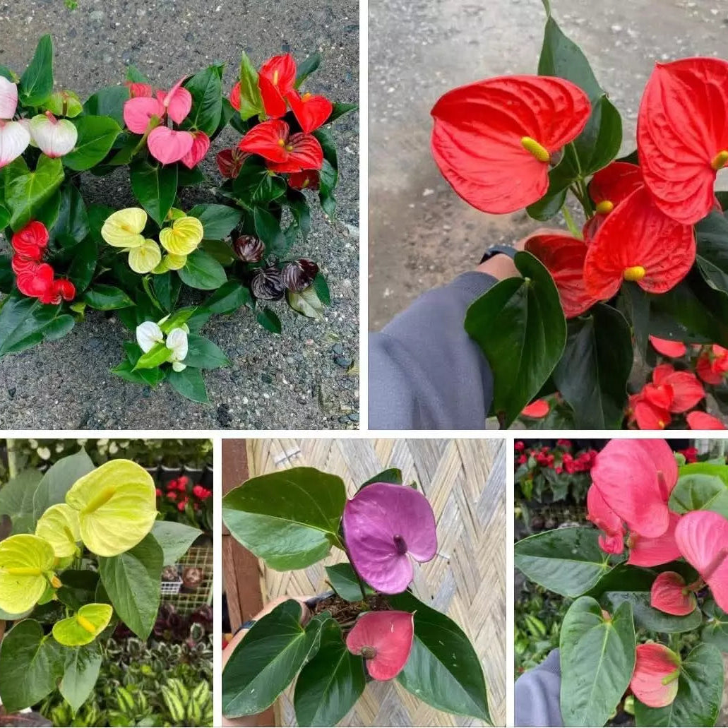 Mixed Anthurium Perennial Flower Seeds for Planting Fragrant Blossoms Heirloom & GMO Free Seeds for Home Garden
Sale