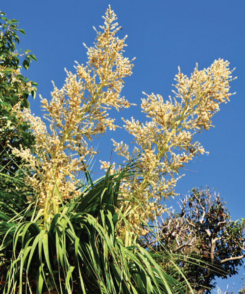 Yellow Beaucarnea Recurvata Flower seeds for Planting - Bright Blooms, Heirloom & GMO Free Seeds for Home Garden
Sale seeds for home garden
