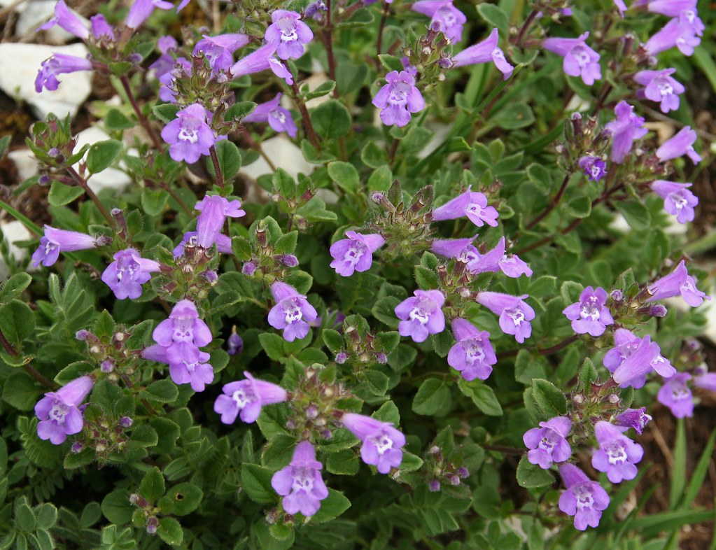 Lavender Abelia Flower seeds for Planting - Low Maintenance, Heirloom & GMO Free Seeds for Home Garden
