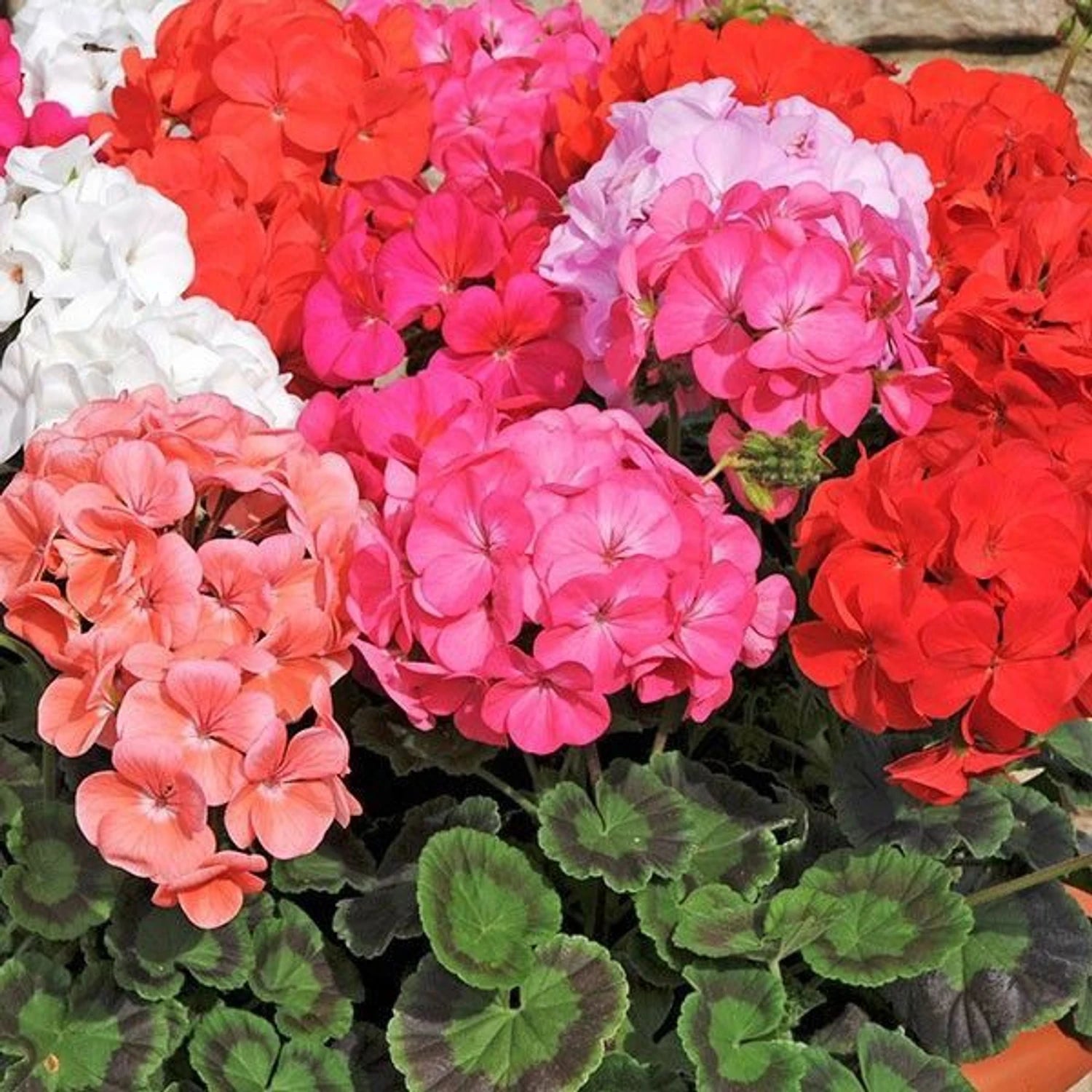 Mixed Geranium Flower seeds for Planting - Pollinator Friendly, Heirloom & GMO Free Seeds for Home Garden