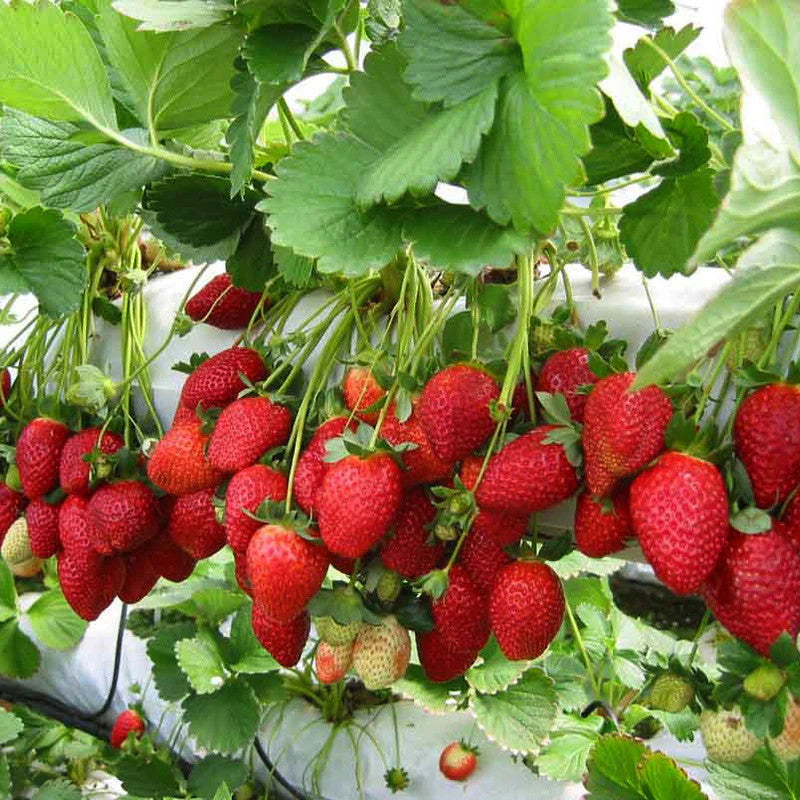 Strawberry Planting Seeds for Lush Garden Fruits - Easy to Grow