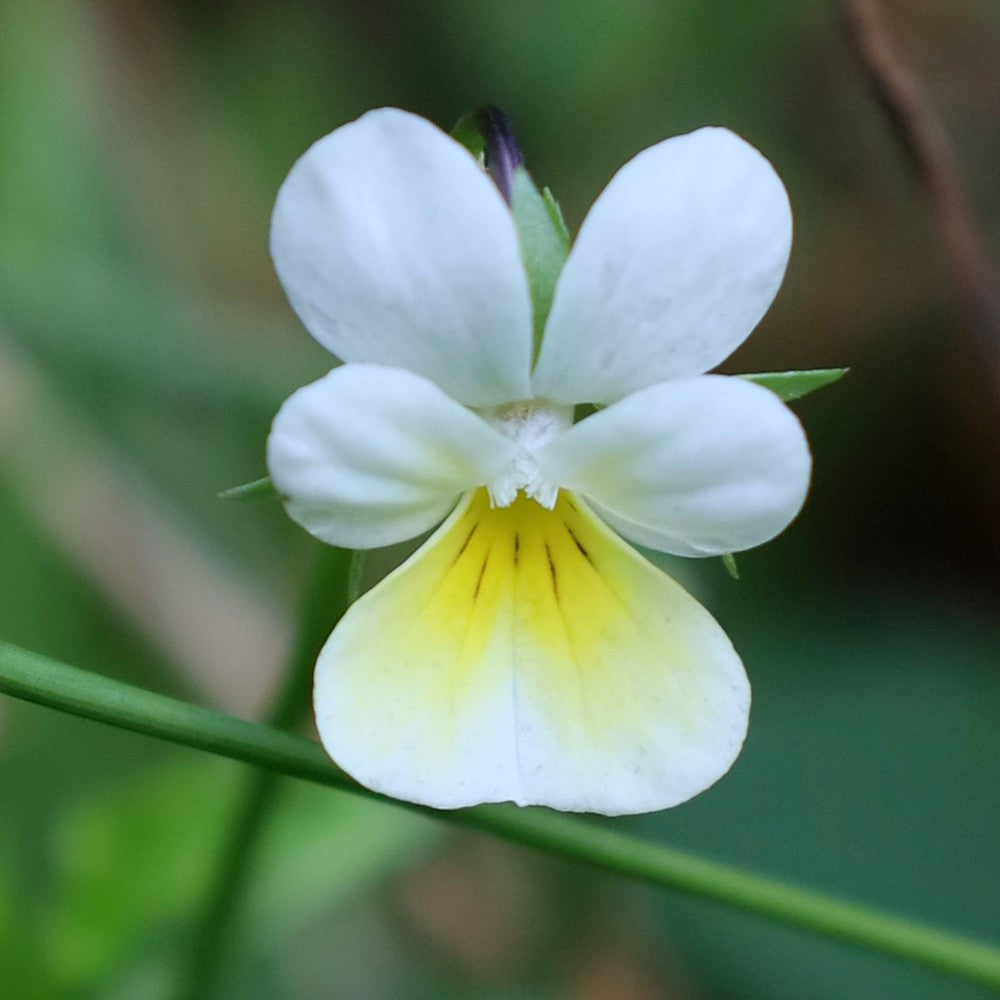 Yellow White Pansy Flower seeds for Planting Seasonal Bloomer Heirloom & GMO Free Seeds for Home Garden
Sale