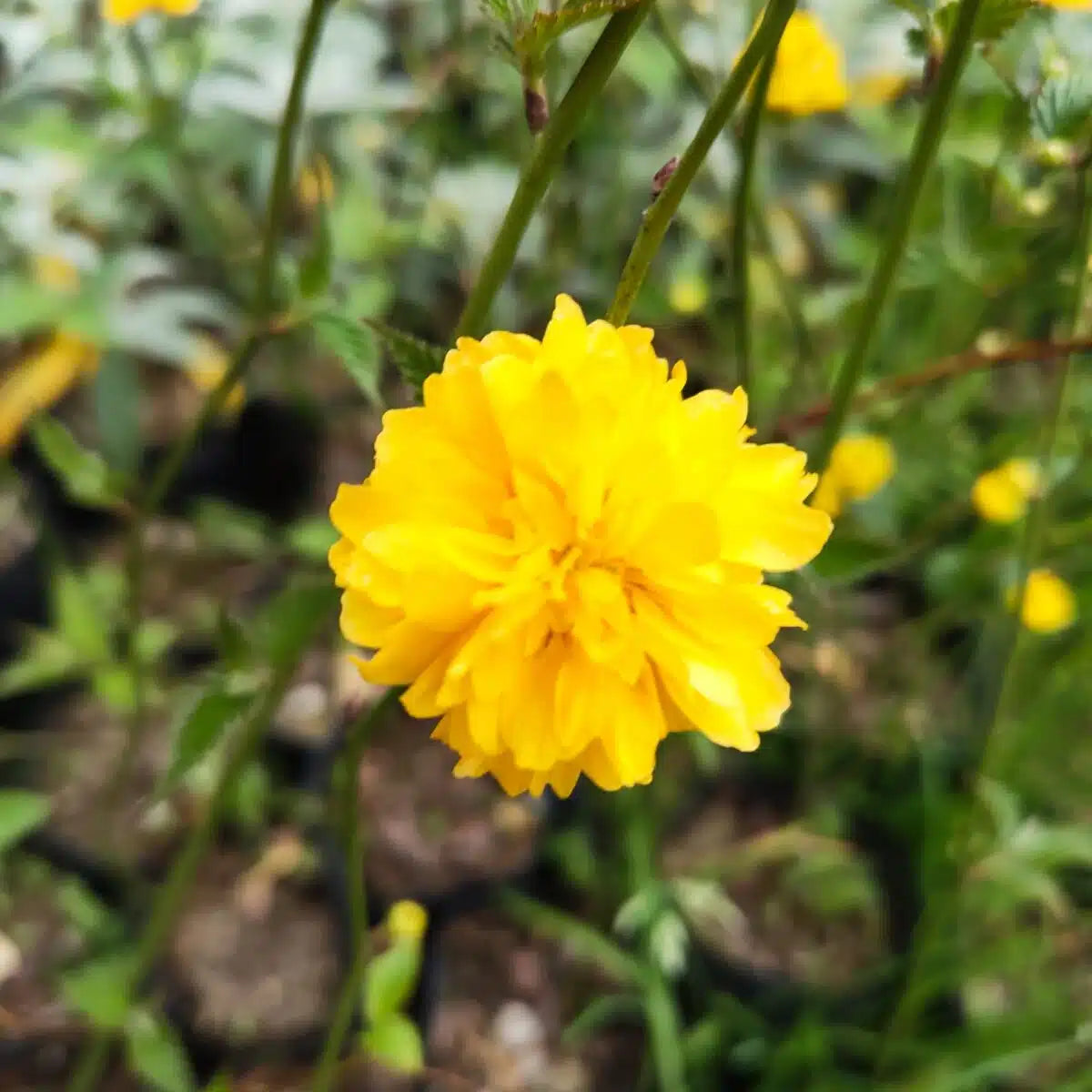 Yellow Kerria Japonica Flower Seeds Planting