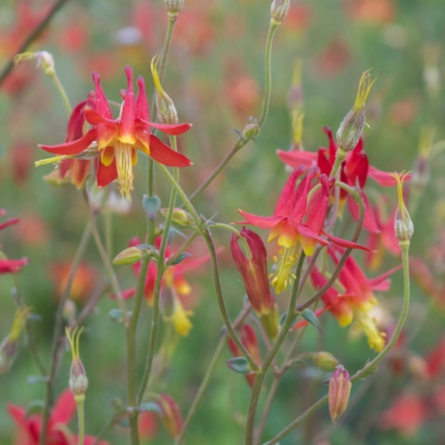 Red Aquilegia Canadensis Flower seeds for Planting - Perfect for Borders, Heirloom & GMO Free Seeds for Home Garden