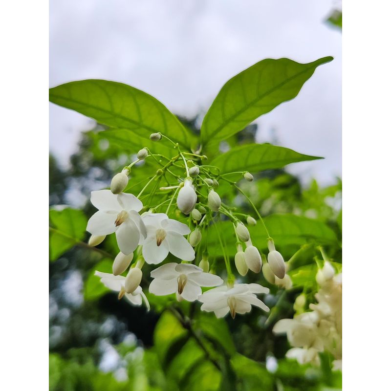 White Mok Flower seeds for Planting - Hardy Variety, Heirloom & GMO Free Seeds for Home Garden