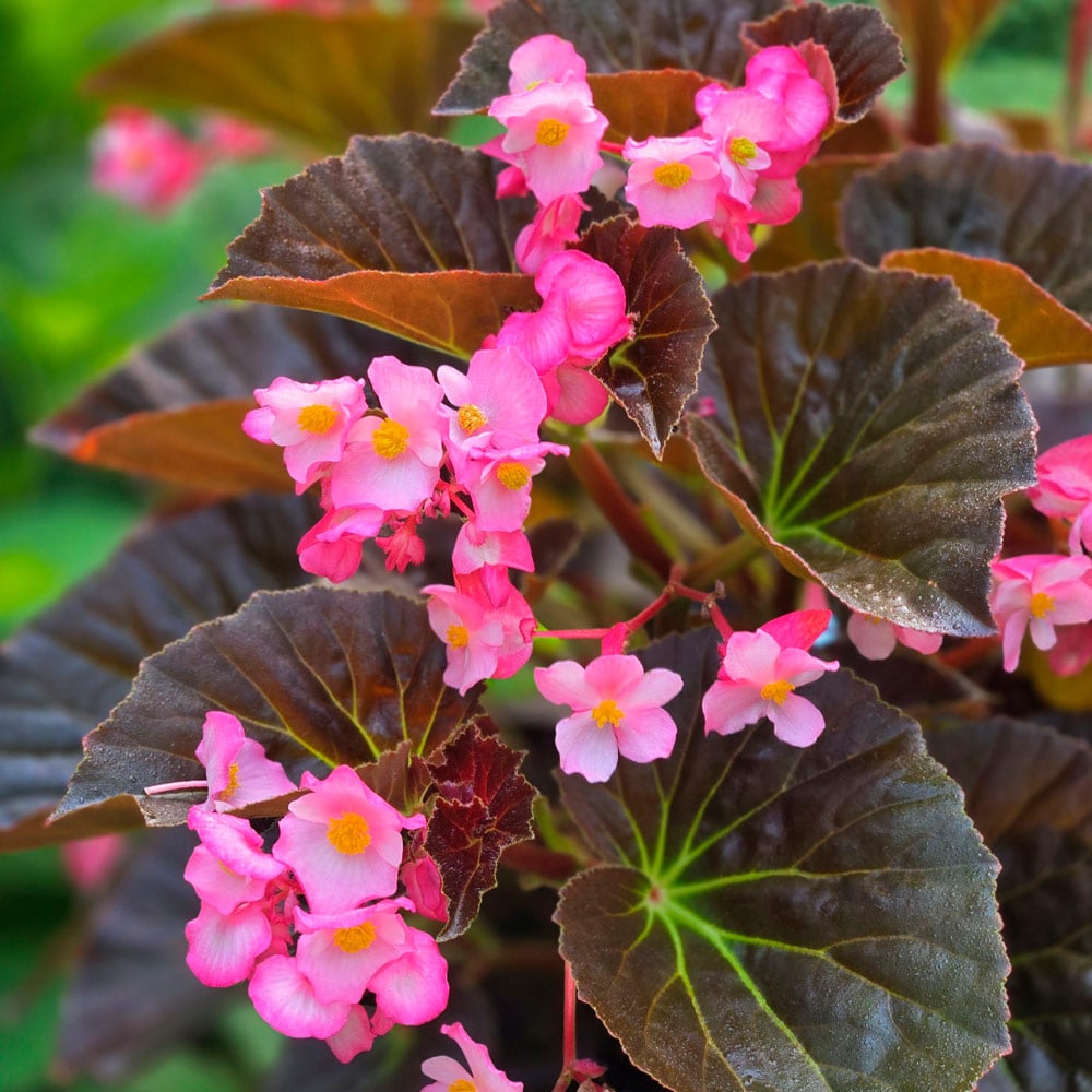 Begonia Flower seeds for Planting Pollinator Friendly Heirloom & GMO Free Seeds for Home Garden