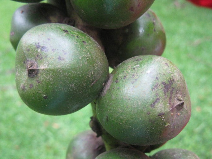Black Arenga Pinnata Seeds for Planting | Grow Exotic Trees