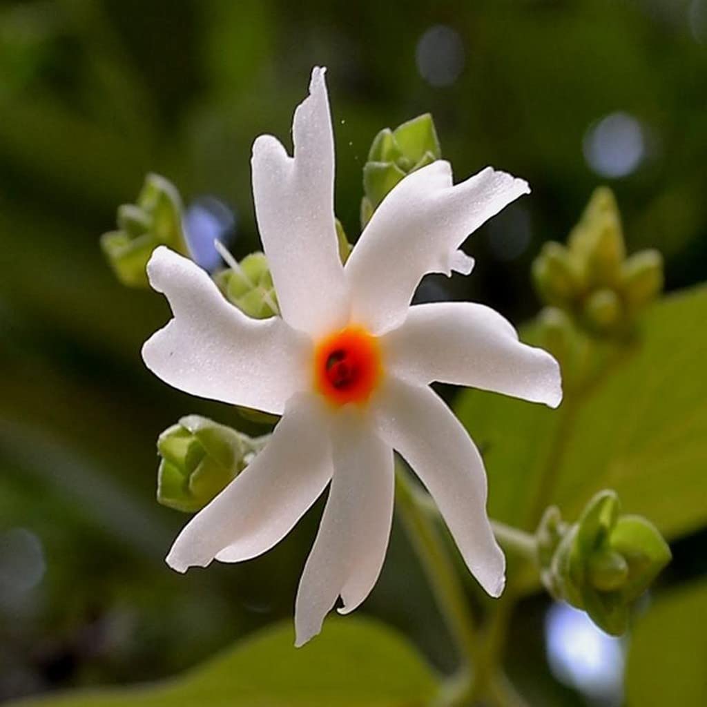 Coral Jasmine Flower Planting Seed for Plantings for Planting for Vibrant Garden Blooms Heirloom Non-GMO Seeds