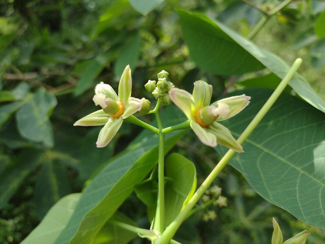 Hevea Brasiliensis Flower seeds blooming in flower beds, containers, borders, and pollinator-friendly gardens