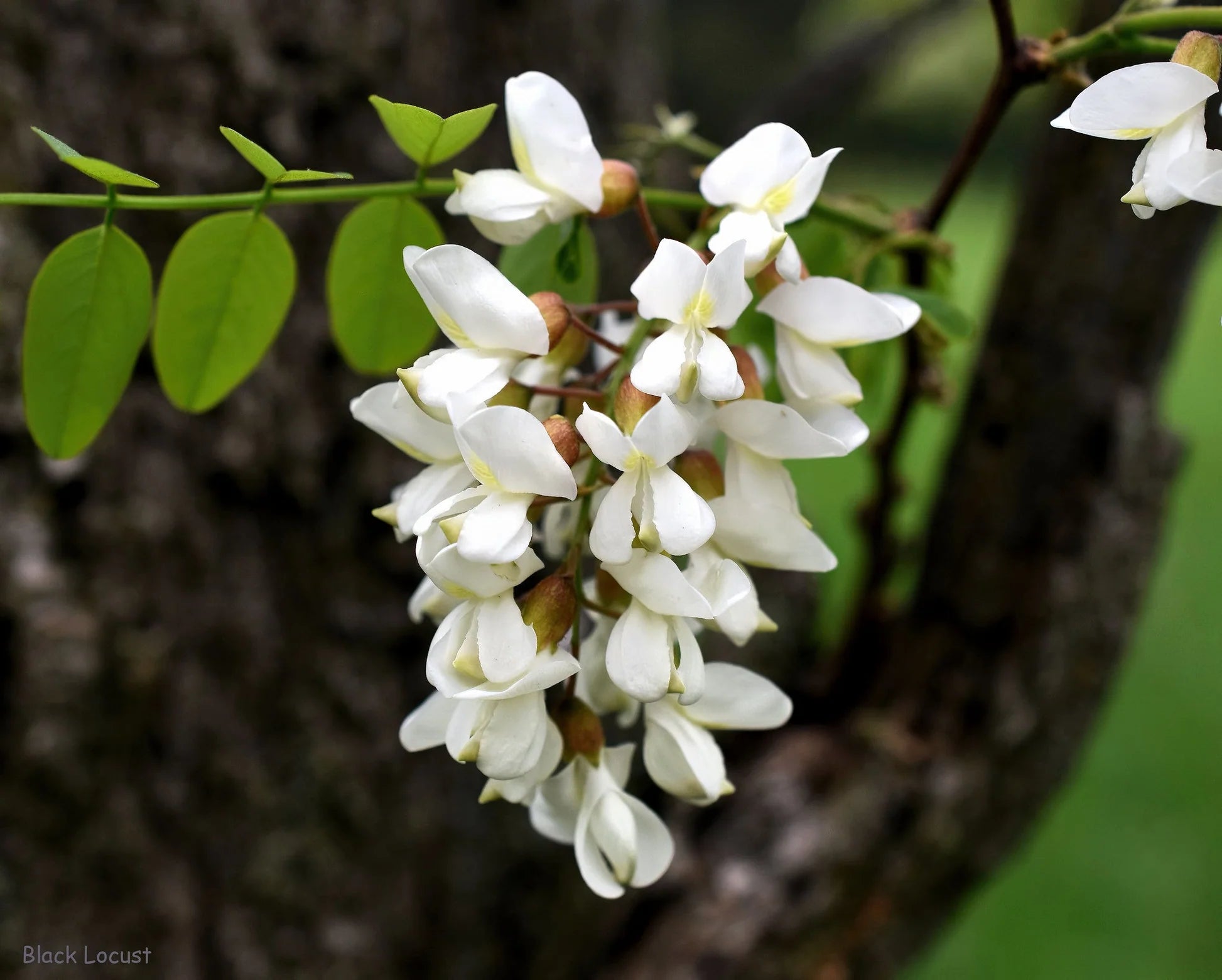 Robinia Flower seeds for Planting - Bright Blooms, Heirloom & GMO Free Seeds for Home Garden
