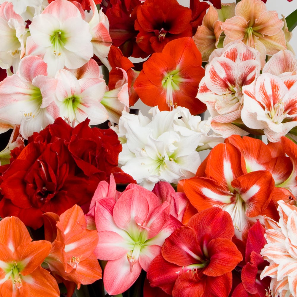 Mixed Color Amaryllis Flower Seeds for Planting Cut Flower Favorite Heirloom & GMO Free Seeds for Home Garden
Sale