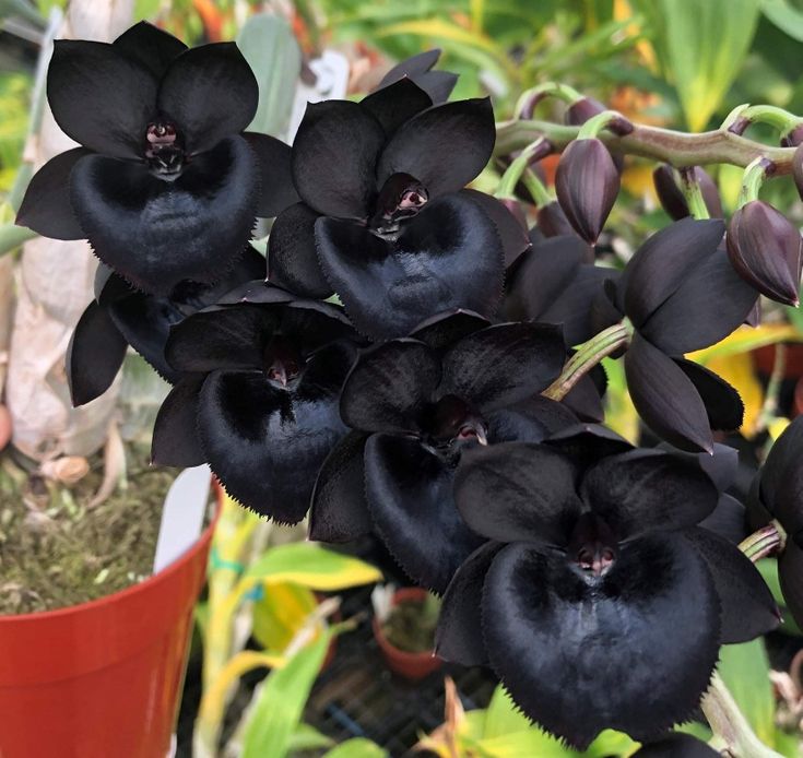 Black Dendrobium Flower seeds for Planting - Sun Loving, Heirloom & GMO Free Seeds for Home Garden