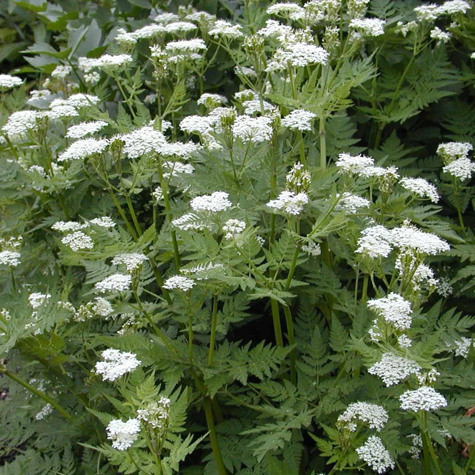 Myrrhis Odorata Seeds for Planting Myrrhis odorata for herbal gardens and fragrant landscapes - Evergrowseeds