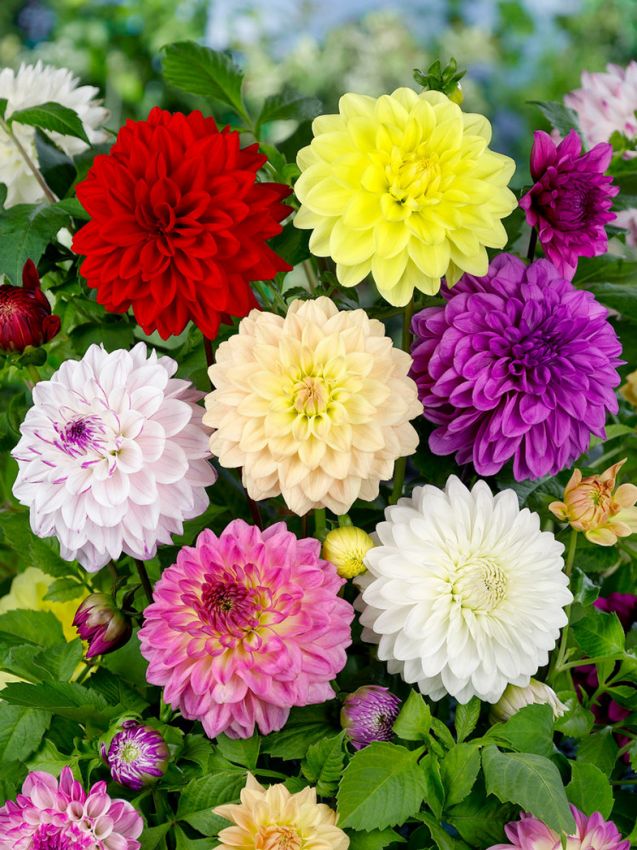 Dahlia Fantasy Flower Seeds for Easy Planting