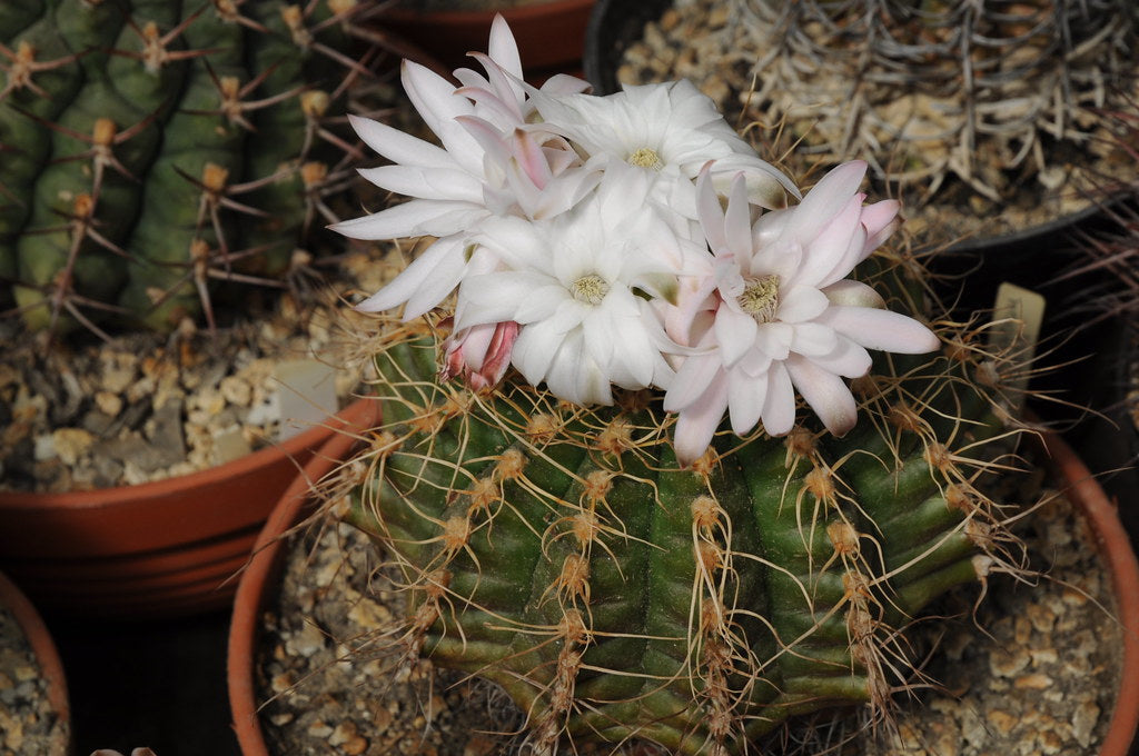 White Gymnocalycium Eurypleurum Flower seeds for Planting - Drought Tolerant, Heirloom & GMO Free Seeds for Home Garden
Sale seeds for home garden