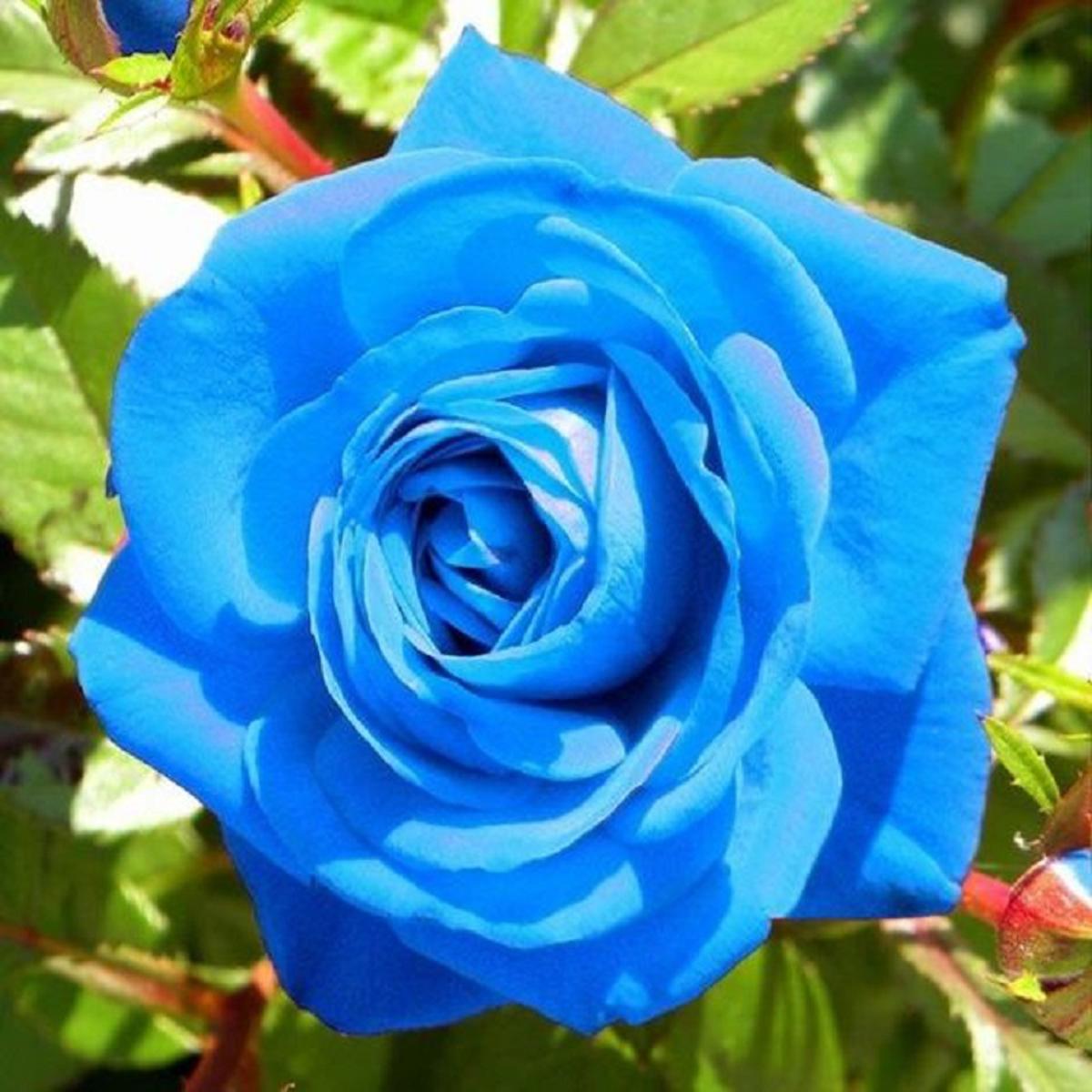 Sky Blue Unique Rose Flower Seeds for Planting Easy to Grow Heirloom & GMO Free Seeds for Home Garden
Sale