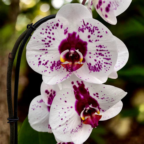 White Red Phalaenopsis Orchid Flower seeds for Planting - Fragrant Blossoms, Heirloom & GMO Free Seeds for Home Garden