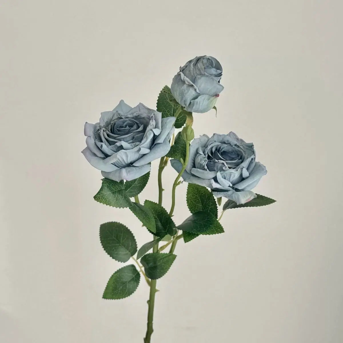 Gray Rose Flower Seeds for Planting Vibrant Colors Heirloom & GMO Free Seeds for Home Garden
Sale