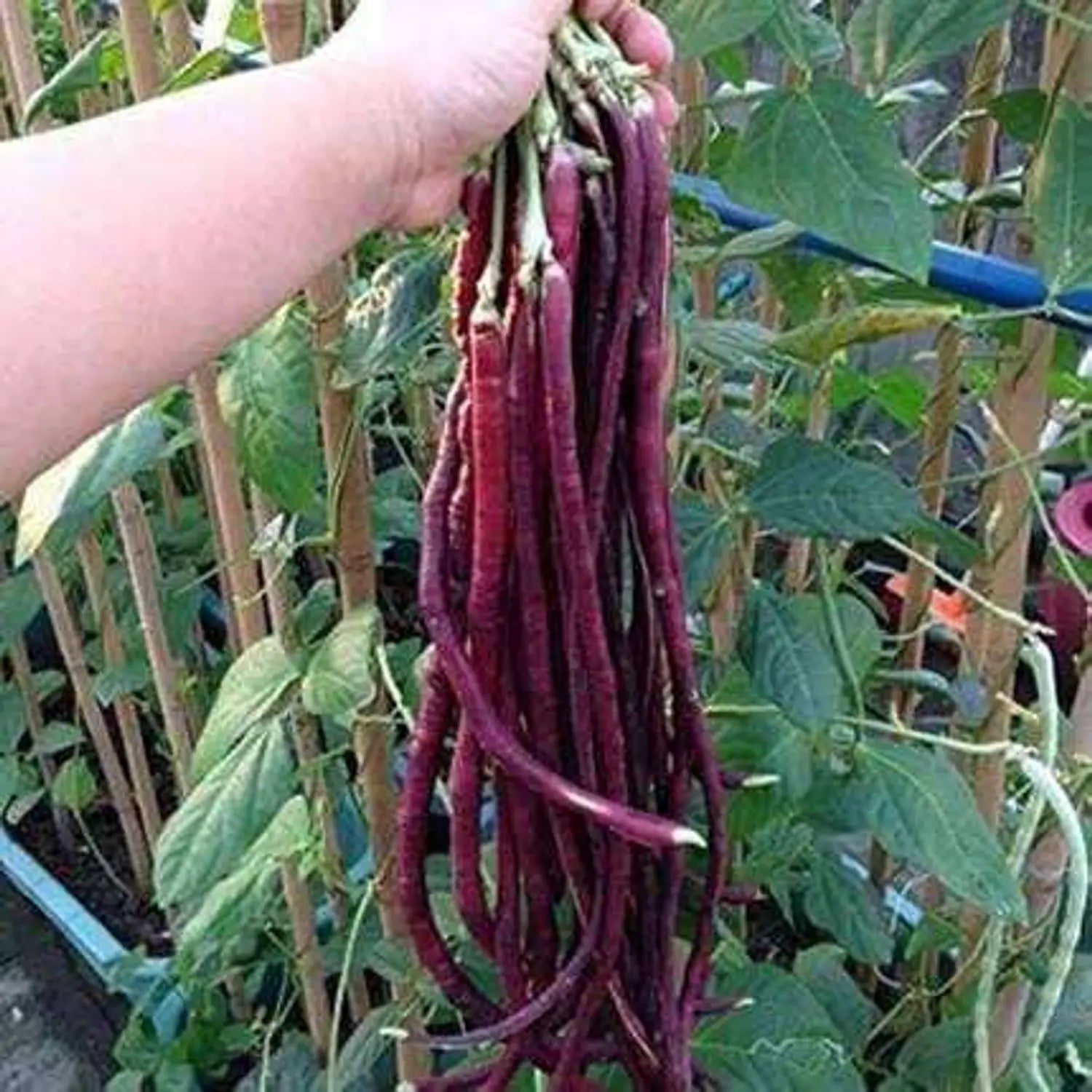Red Unguiculata Vegetable for Planting Seeds