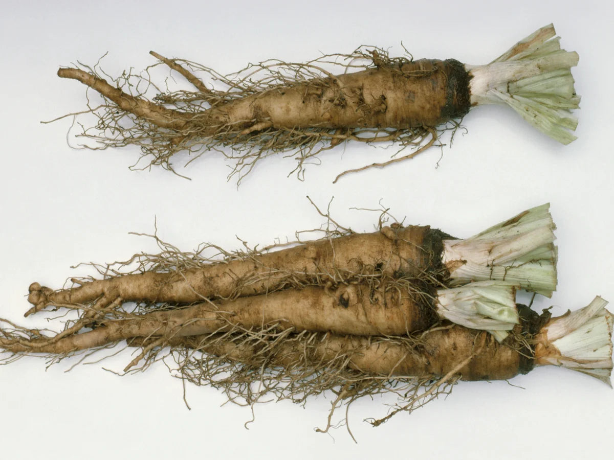 Brown Mammoth Vegetable Seeds for Planting