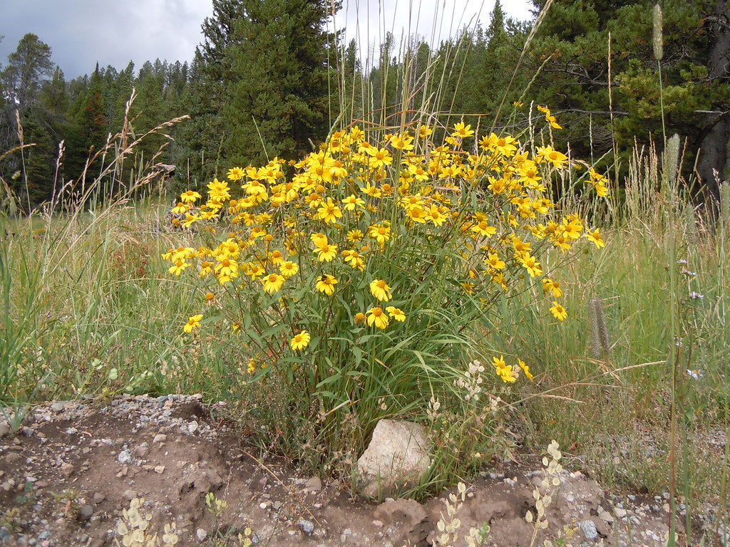 Auffälliges GOLDENEYE Viguiera Multiflora Seeds for Bright, Yellow Flowers