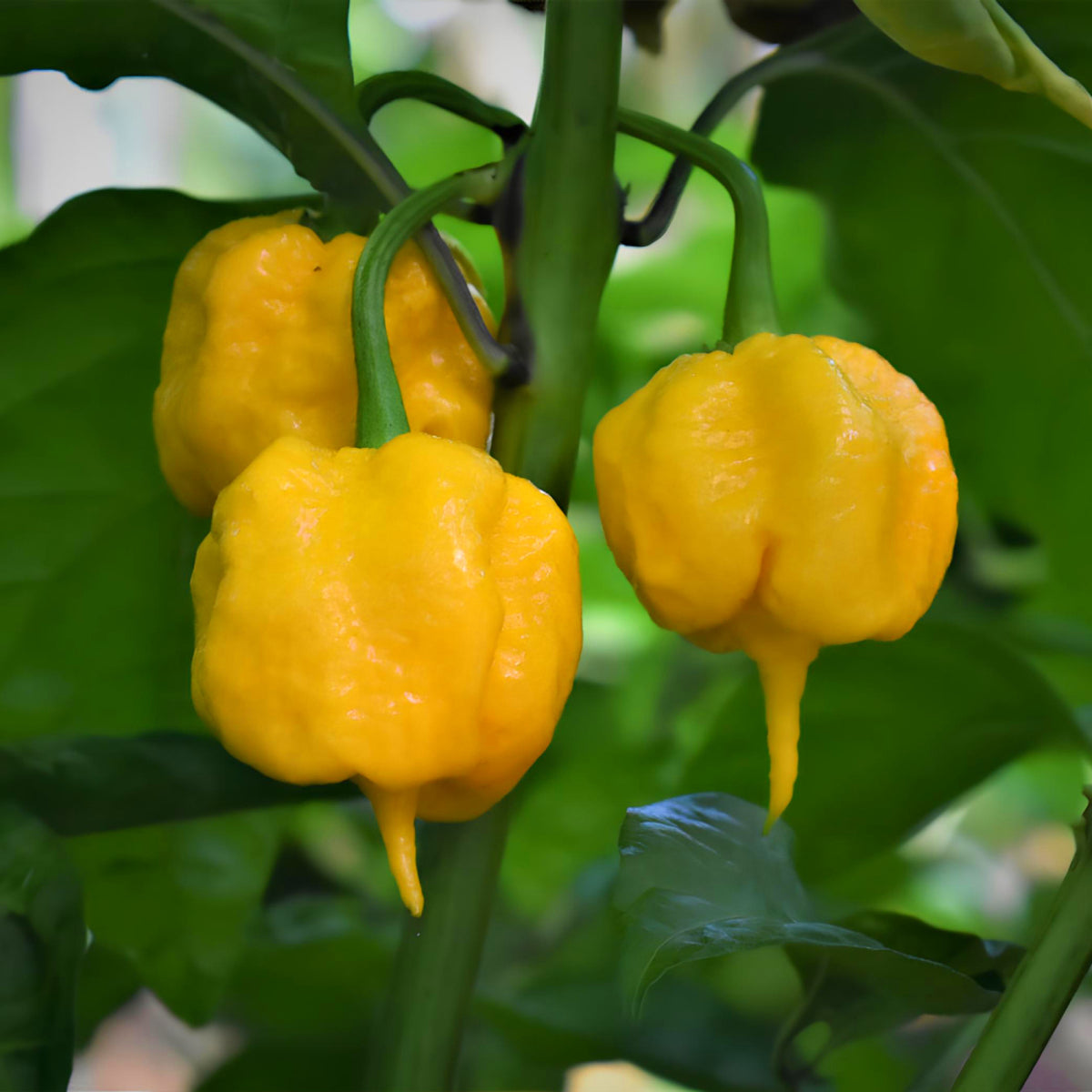 Yellow Reaper Seeds for Planting Hot Pepper Vegetable