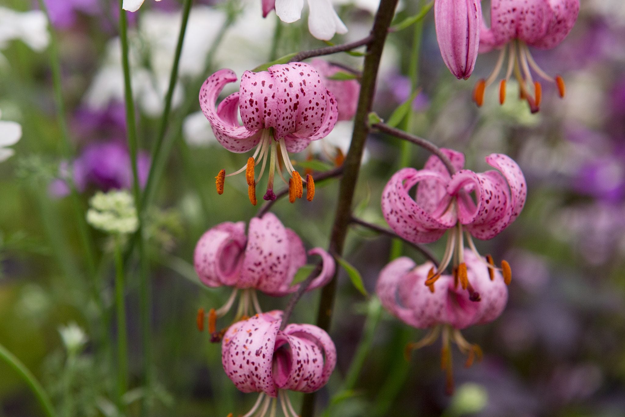 Lilium Martagon Flower seeds for Planting Vibrant Colors Heirloom & GMO Free Seeds for Home Garden