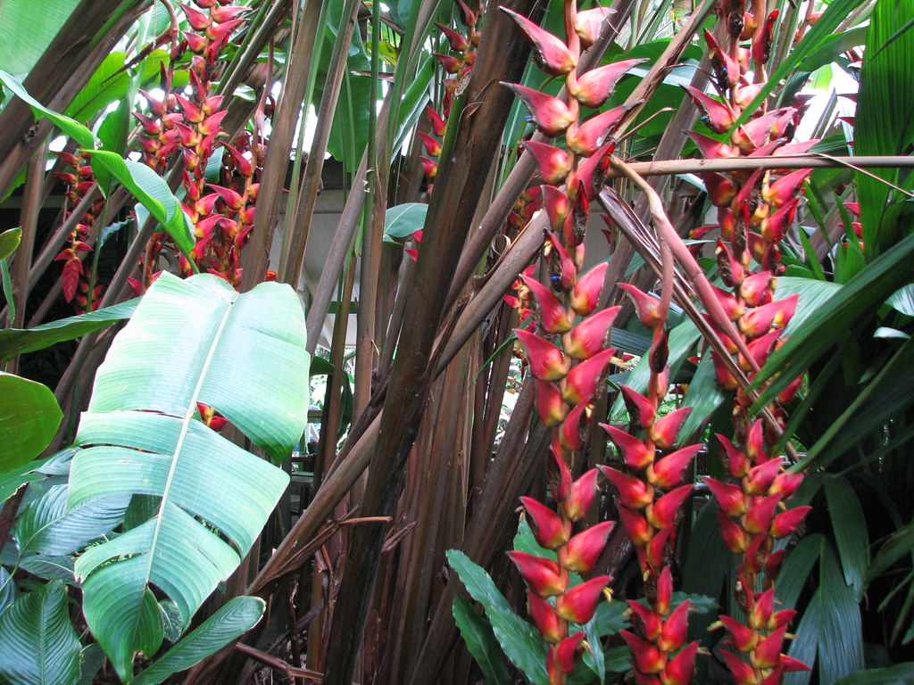 Heliconia Pogonantha Flower seeds blooming in flower beds, containers, borders, and pollinator-friendly gardens