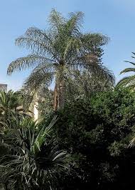 Acrocomia Tree Seeds - Hardy Planting Plant Seeds