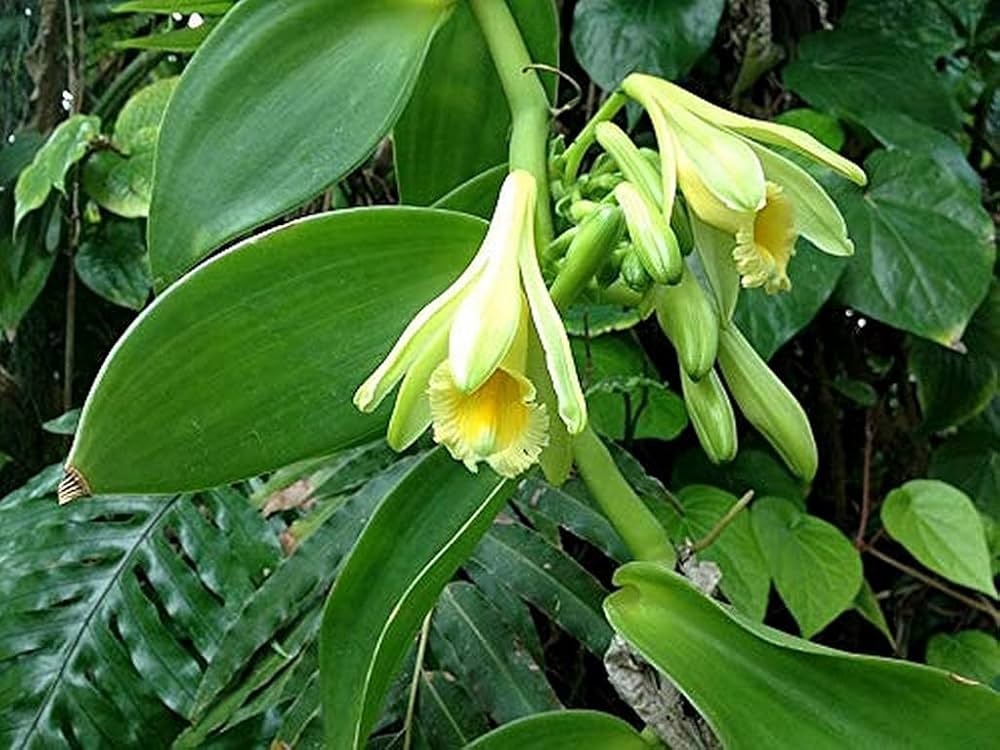 Exotic Vanilla Planifolia Seeds For Planting