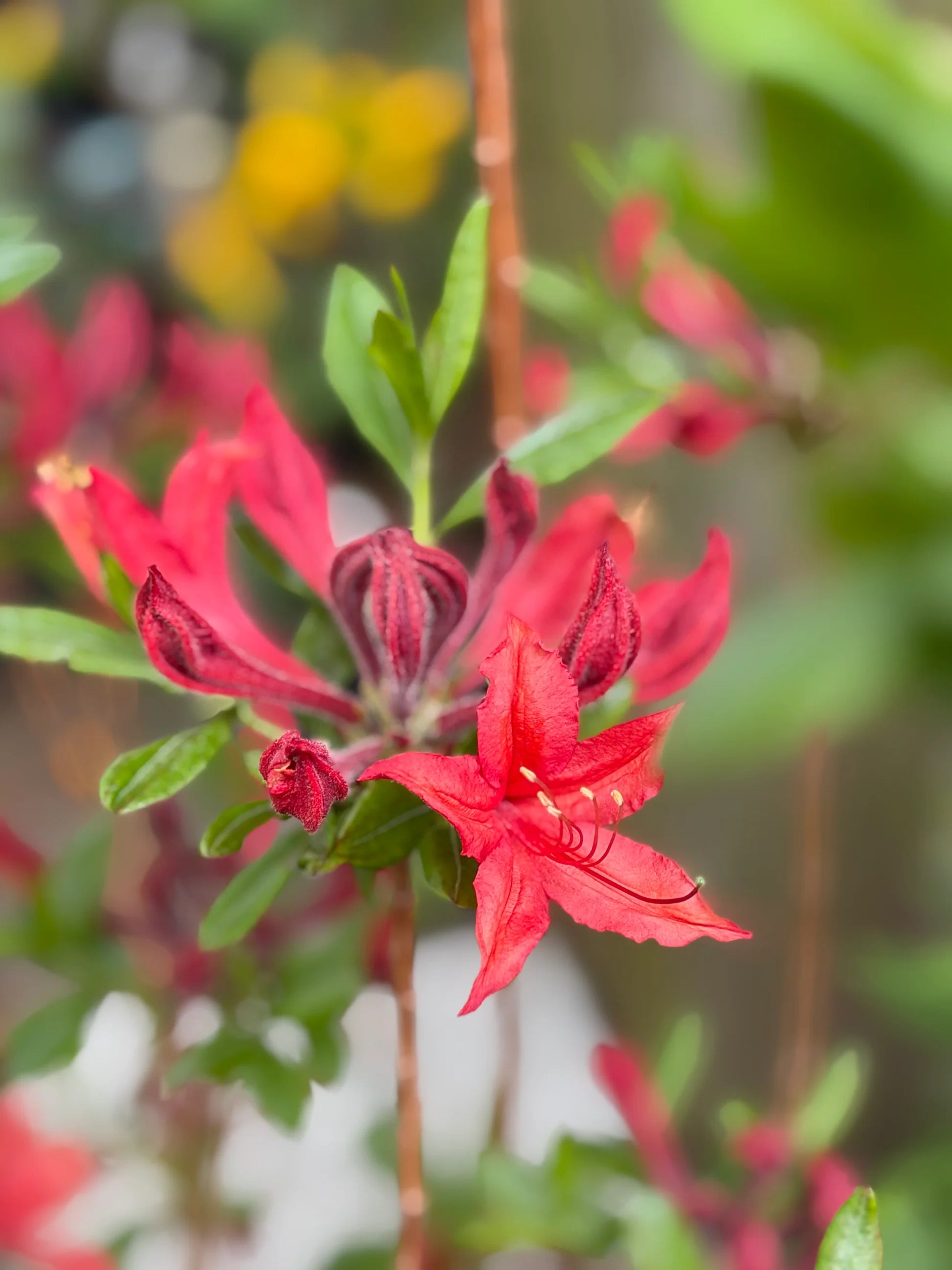 Light Red Azalea Flower seeds for Planting - Cut Flower Favorite, Heirloom & GMO Free Seeds for Home Garden