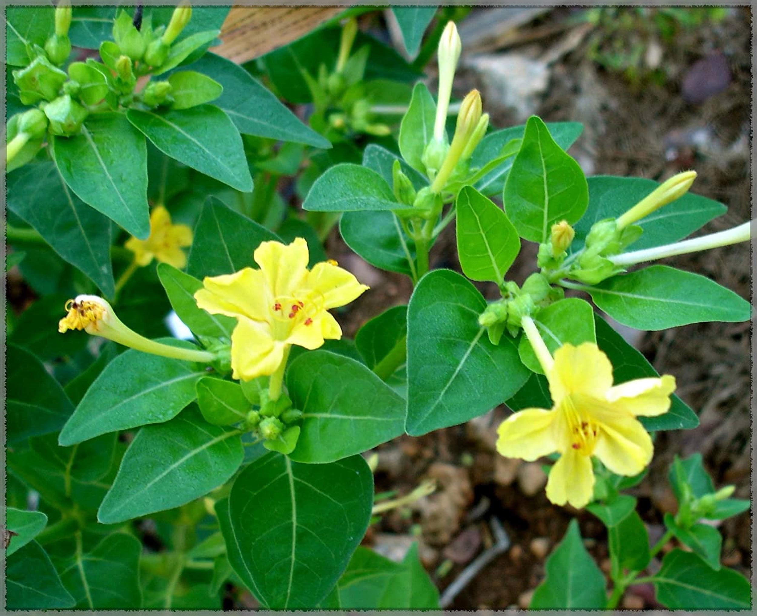 Yellow Huang Moli Flower seeds for Planting - Cut Flower Favorite, Heirloom & GMO Free Seeds for Home Garden