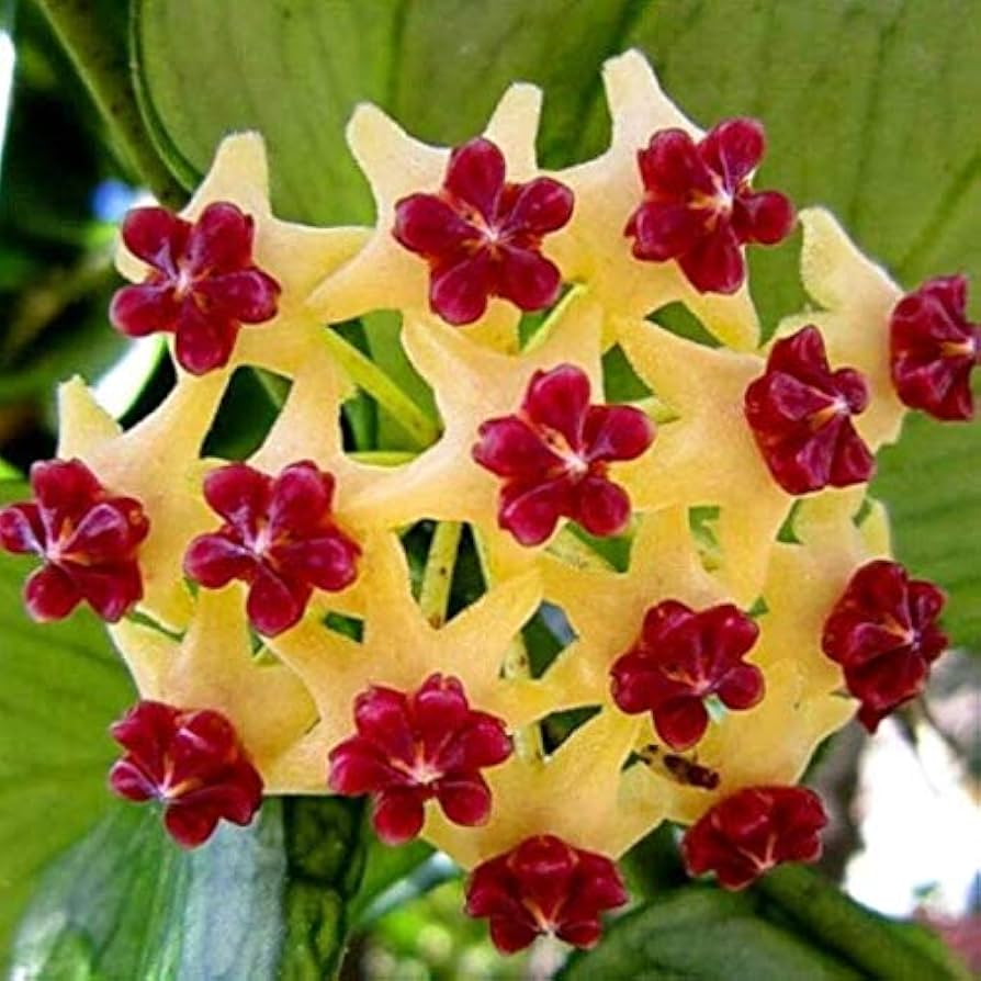 Canossa Flower seeds for Planting - Cut Flower Favorite, Heirloom & GMO Free Seeds for Home Garden
Sale seeds for home garden