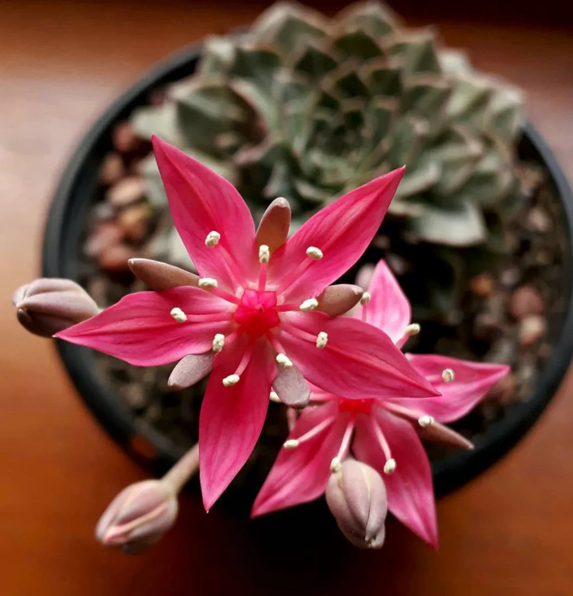 Graptopetalum Bellum Flower seeds blooming in flower beds, containers, borders, and pollinator-friendly gardens