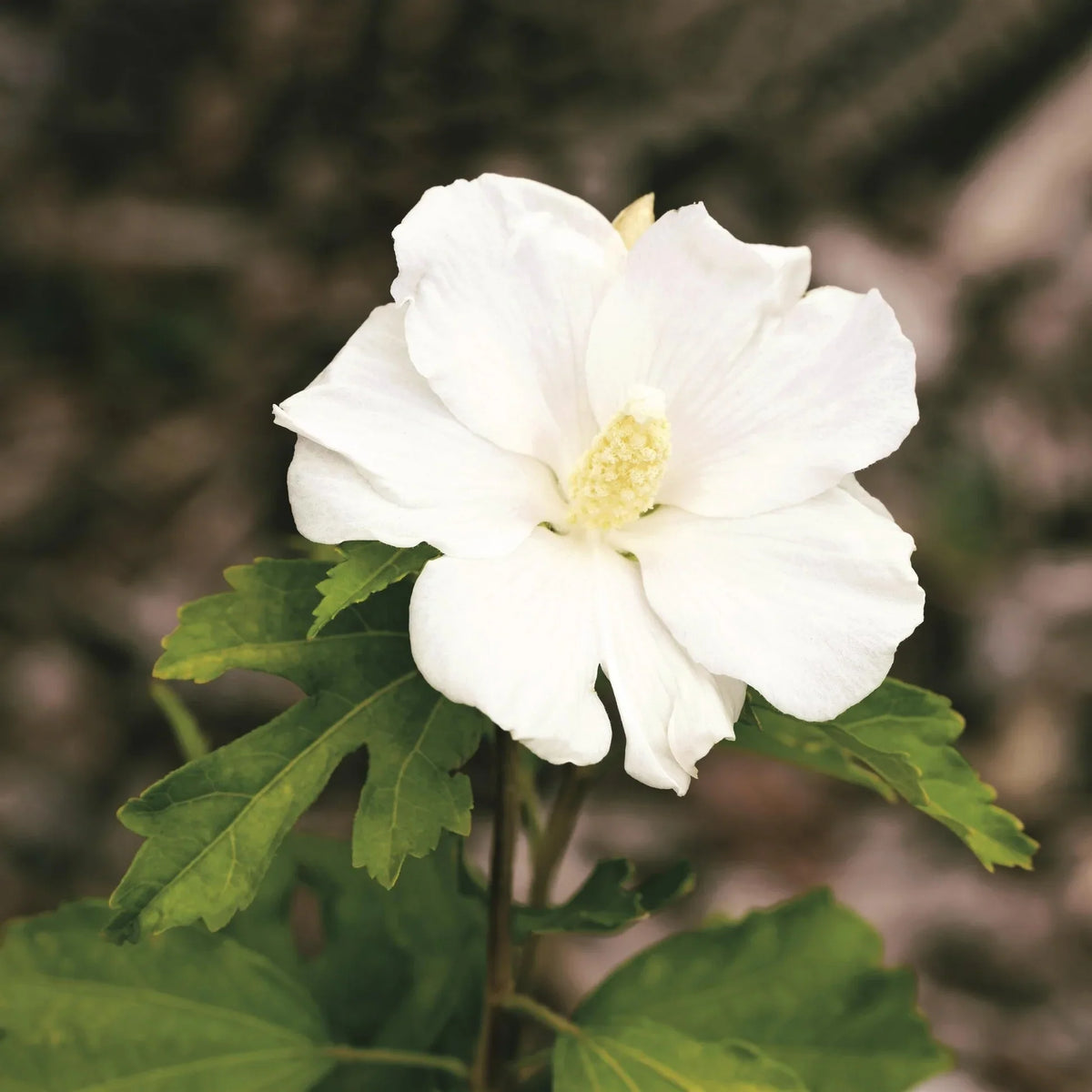 White Sharon Rose Flower seeds for Planting - Colorful Display, Heirloom & GMO Free Seeds for Home Garden
Sale seeds for home garden