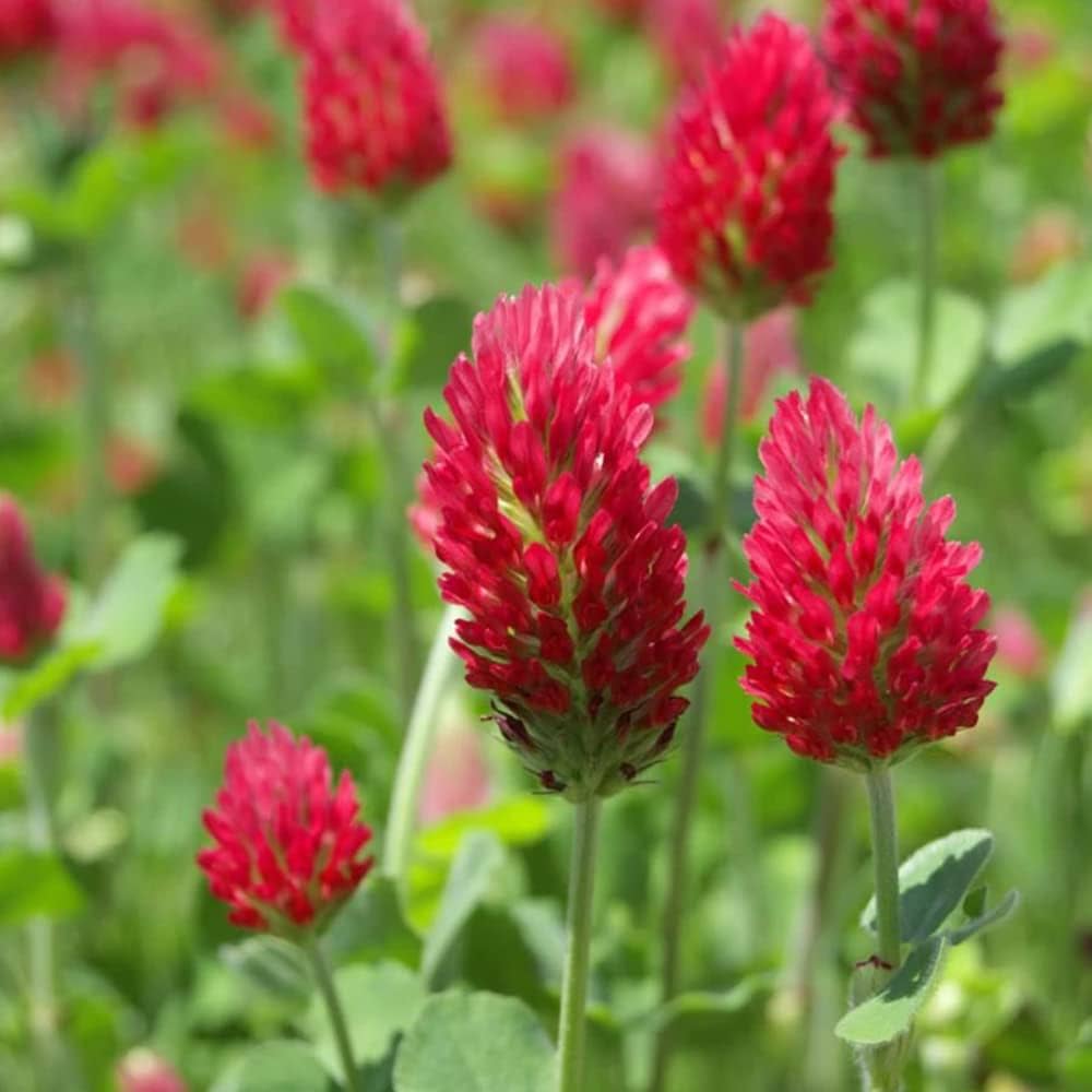 Red Crimson Flower seeds for Planting - Vibrant Colors, Heirloom & GMO Free Seeds for Home Garden
Sale seeds for home garden
