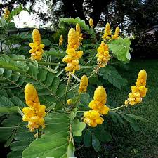 Yellow Candlestick Cassia Flower seeds for Planting - Hardy Variety, Heirloom & GMO Free Seeds for Home Garden
Sale seeds for planting in home garden