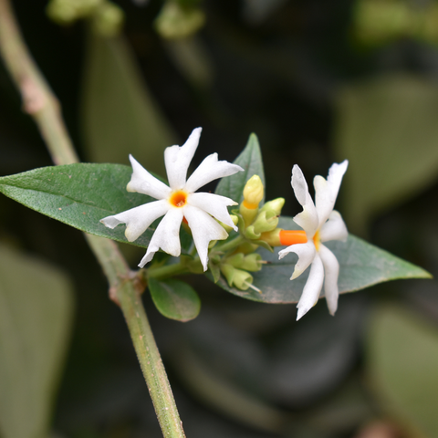 White Night Scented AufFlowerssamen Seed for Plantings for Planting for Fragrant White Blooms Heirloom Non-GMO Seeds