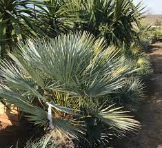 Green Humilis Silver Plant Seeds For Easy Planting