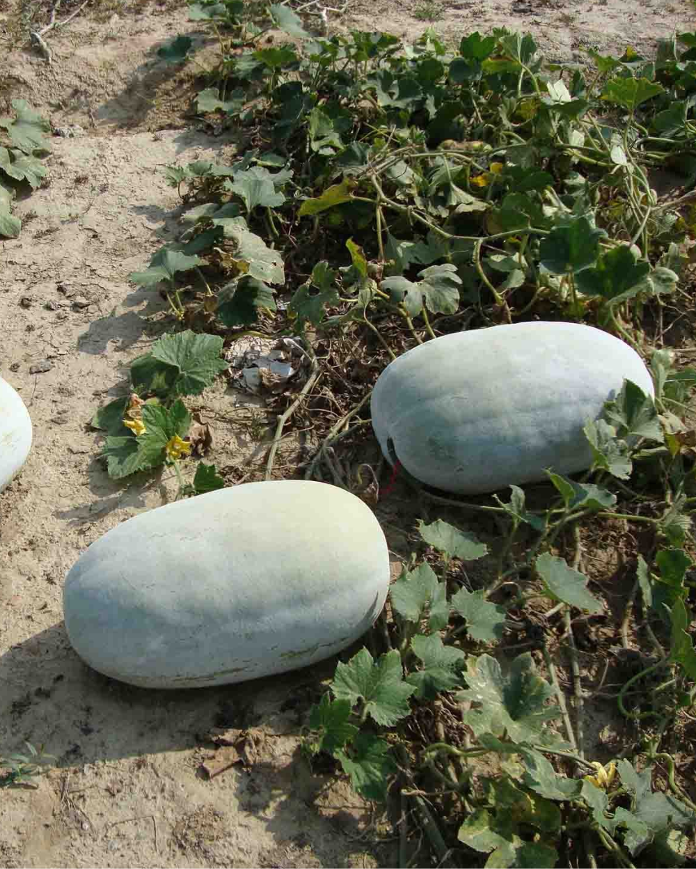 Ash Gourd Seeds - Complete Vegetable Planting Kit