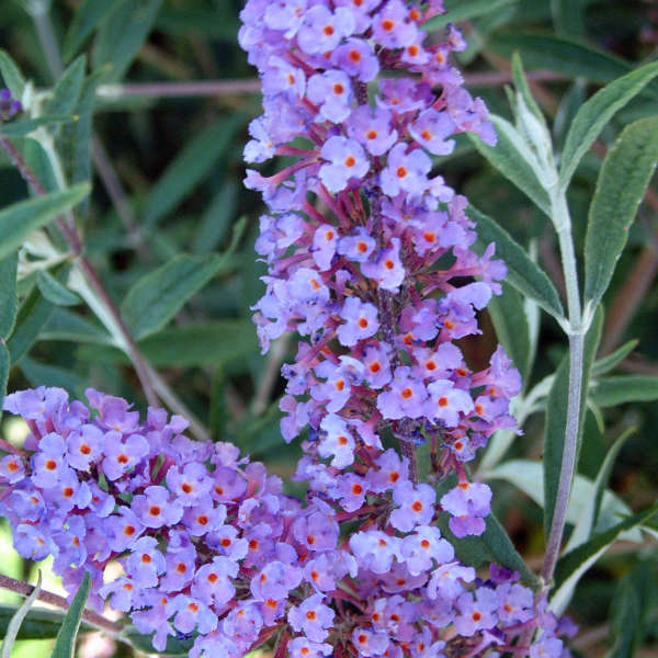 Dark Blue Buddleia Flower Seeds for Planting Drought Tolerant Heirloom & GMO Free Seeds for Home Garden
Sale