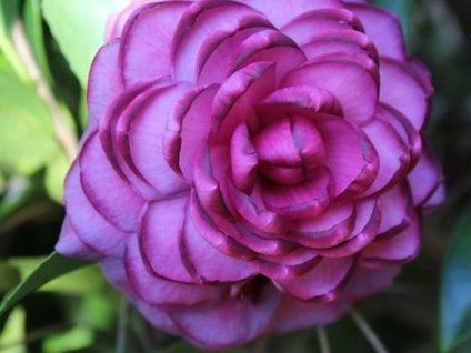 Purple & Pink Camellia Flower seeds for Planting - Wildflower Mix, Heirloom & GMO Free Seeds for Home Garden