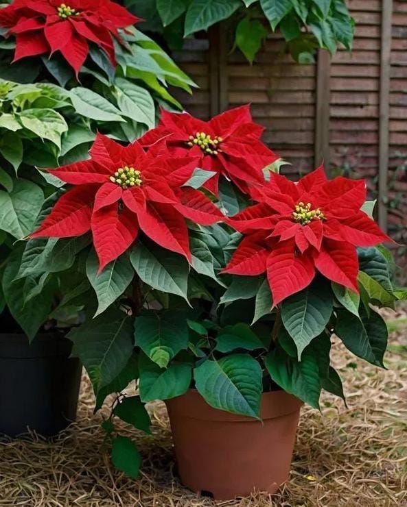 Poinsettia Flower seeds for Planting - Long Bloom Season, Heirloom & GMO Free Seeds for Home Garden