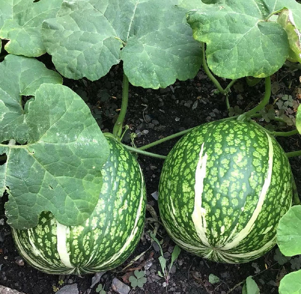 Shark Fin Melon Fruit Benincasa hispida Seeds for Planting in Vegetable Patch