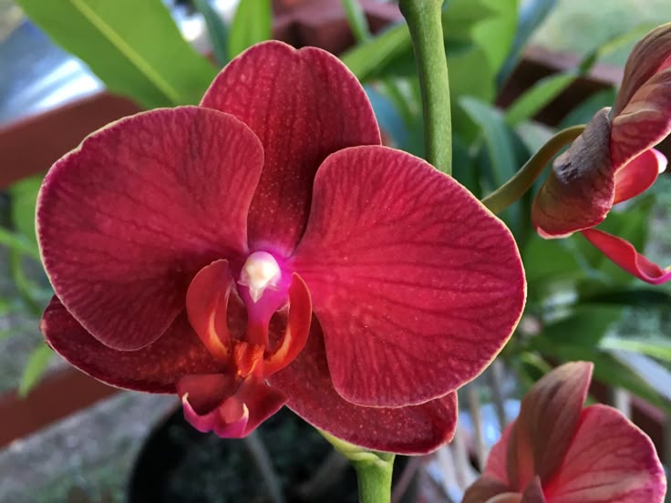 Red Phalaenopsis Flower Seeds for Planting Bright Blooms Heirloom & GMO Free Seeds for Home Garden
Sale